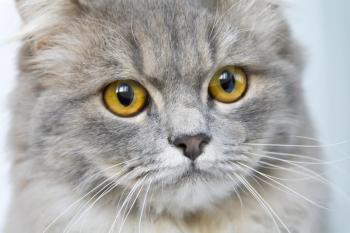 Photo of cat portrait with yellow eyes 