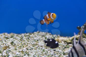 Photo of aquarium fishes in salt water