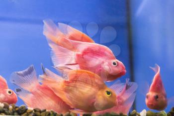 Photo of aquarium fish parrot cichlid in freshwater
