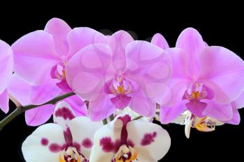 The beautiful purple and white orchid on black background