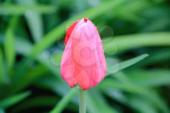 Image of one single tulip on green background