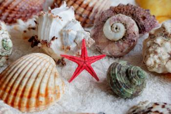 Image of seashells and starfish on white towel
