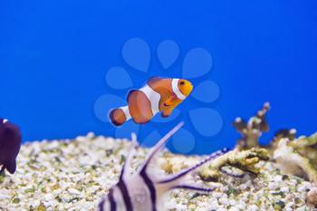 Photo of clown fish in aquarium water