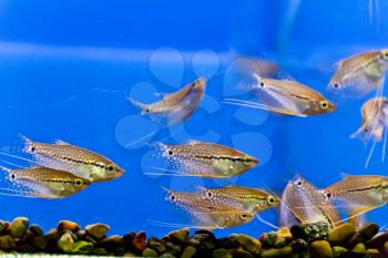 Photo of aquarium fishs in blue water