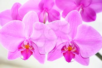 The beautiful orchid on white background