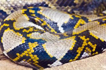 Photo of real boa snake python skin texture close up
