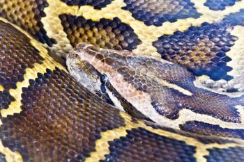 Photo of reticulated python head close up
