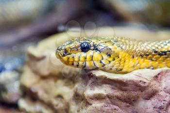 Photo of grass snake close up in zoo