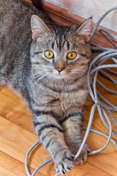 Photo of domestic tiger cat with yellow eyes 