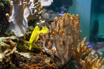 One vivid yellow zebrasoma fish swimming near the reef