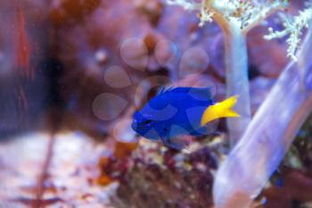 One blue fish chrysiptera parasema with yellow tail swimming in aquarium