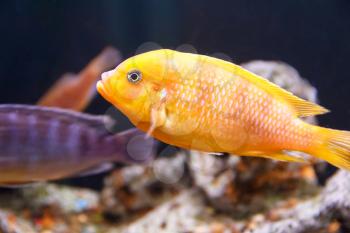 One yellow aulonocara fish swimming in aquarium tank