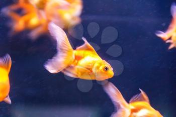 Photo of orange parrot fish swimming in aquarium