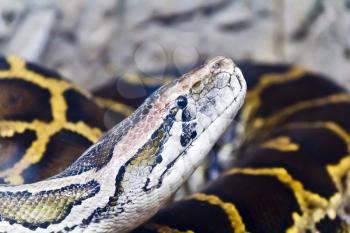 Photo of reticulated python head close up