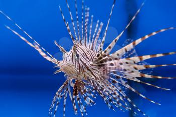 One large pterois volitans fish with spikes and stripes