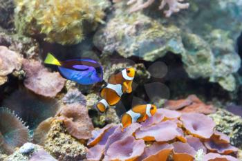 Aquarium fishes paracanthurus hepatus and clown swimming on reef background