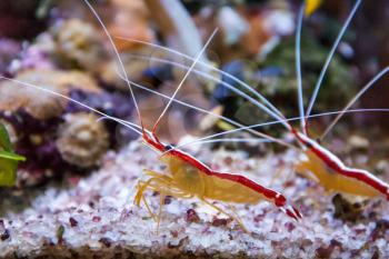 two shrimps walking the bottom of aquarium