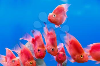 Group of red parrot cichlid fishes on blue background