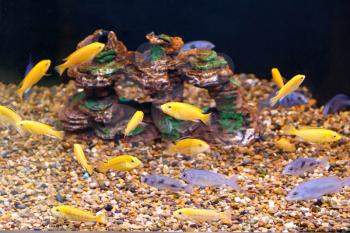large amount of small yellow and grey fishes