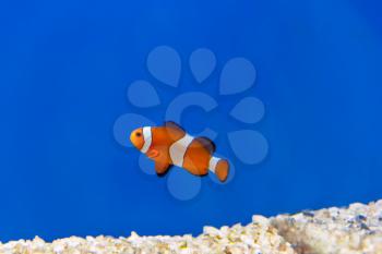 One clown fish on blue background swimming in aquarium