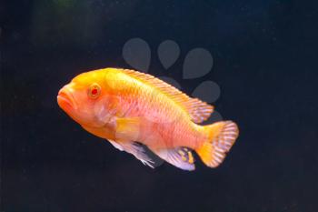 One orange aulonocara fish swimming on black background
