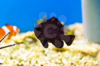Black aquarium fish dascyllus in salt water