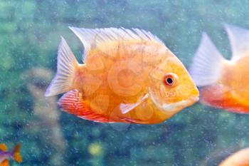 Photo of fish cichlasoma severum red pearl in aquarium