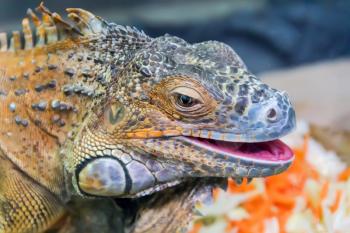 Photo of iguana head close up in zoo