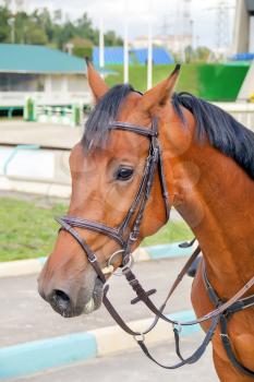 Hippodrome brown head horse in harness on the training field