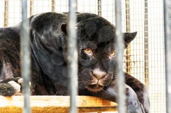 Sad lonely black panther in cage at the zoo