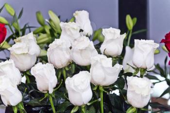 Background of white big roses in marketplace