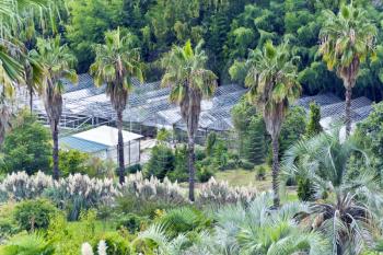 Photo of summer park with palms and greenhouse