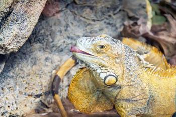 Photo of yellow iguana with put out tongue in zoo