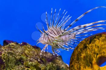 One large pterois volitans fish with spikes and stripes in blue salt water