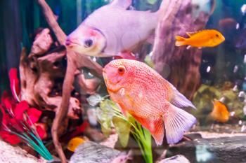 Fish cichlasoma severum red pearl in aquarium and other fishes