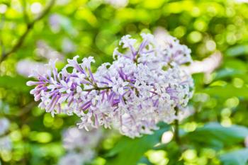 One inflorescence pale purple lilac on green background