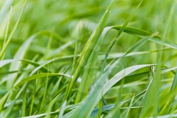 Summer picture of saturate green grass texture