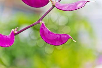 Pink pod of decorative hyacinth beans in summer