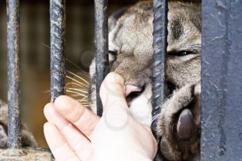 Wild cat in the zoo biting human finger