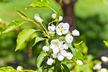 Green branch with white apple flowers in spring time