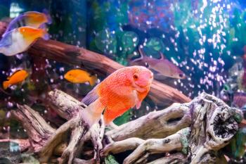 Photo of fish cichlasoma severum red pearl in aquarium and other fish
