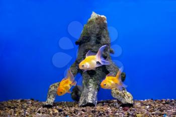 Three of yellow parrot cichlid fishes on blue background