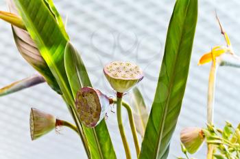 Photo calyxes of seed pod of lotus flower