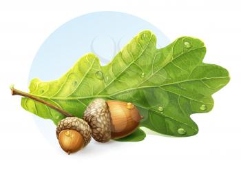 Royalty Free Clipart Image of Acorns and a Leaf