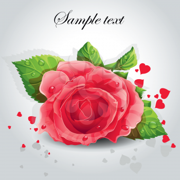 Royalty Free Clipart Image of a Red Rose on a Grey Background