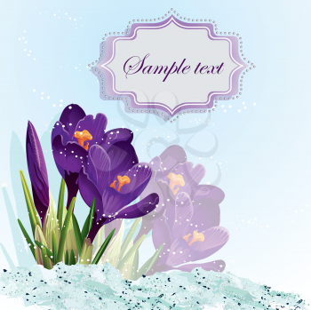 Royalty Free Clipart Image of a Crocus Background