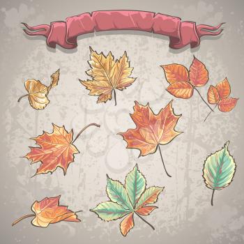 Royalty Free Clipart Image of a Set of Autumn Leaves