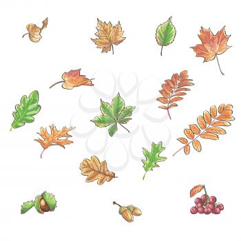 Royalty Free Clipart Image of a Set of Autumn Leaves