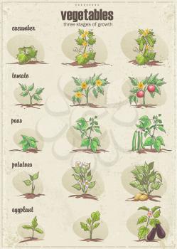 Royalty Free Clipart Image of a Vegetable Chart With Stages of Growth