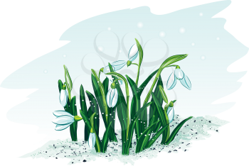 Royalty Free Clipart Image of Snowdrops